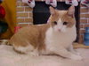 Sylvestor