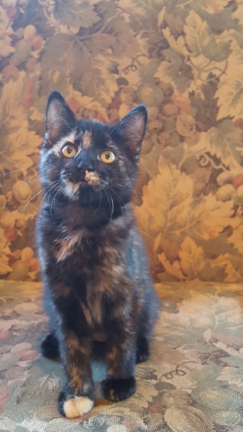 Junipurr