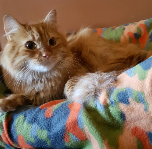 Augustus