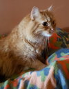 Augustus
