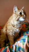 Augustus
