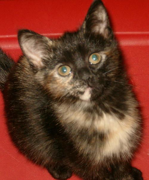 Gwendolynn