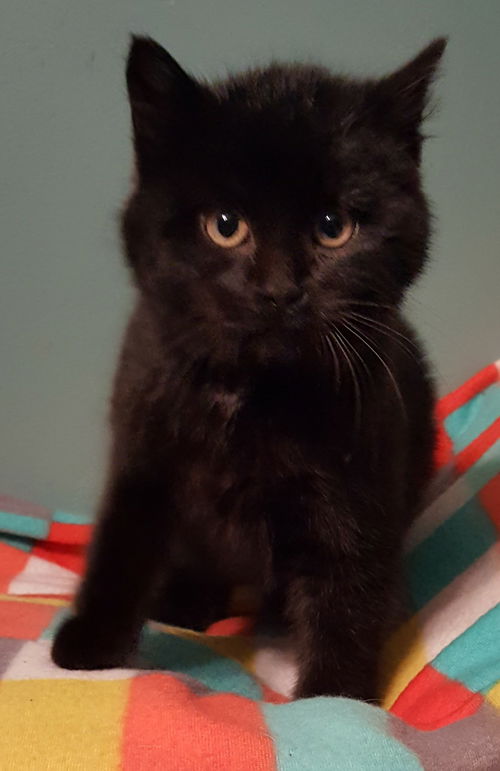 Juniper