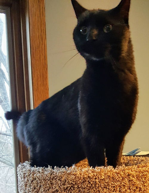 Poquito