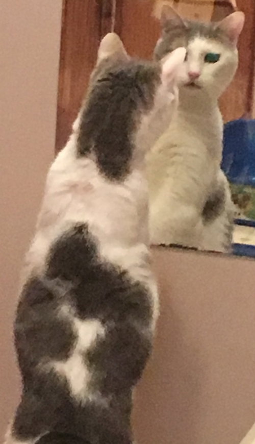 Mira