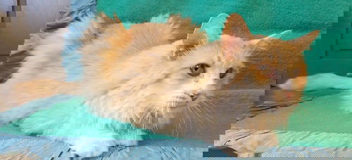 Archibald