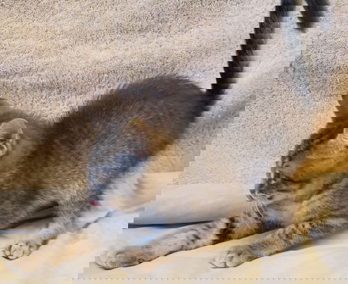 Friskie