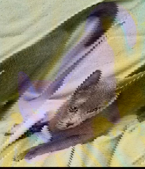 Pompa