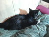 Mozley