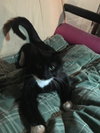 Mozley