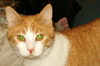 Lenic