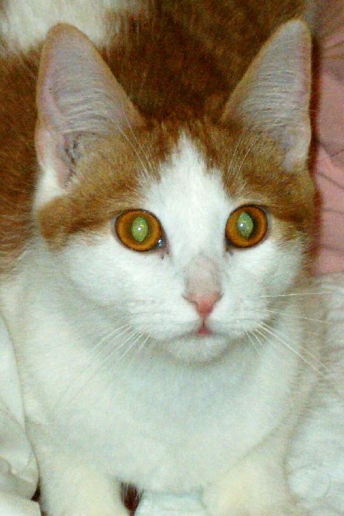 Mindi
