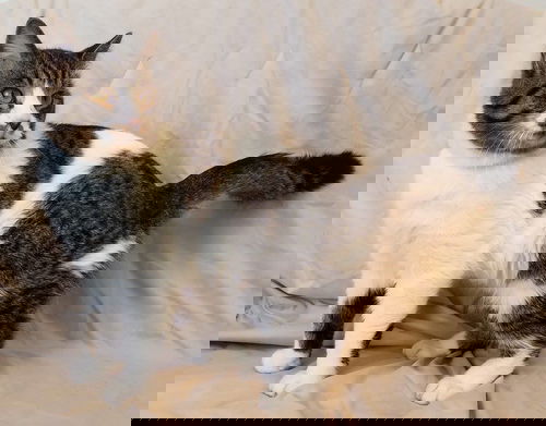 Grabill