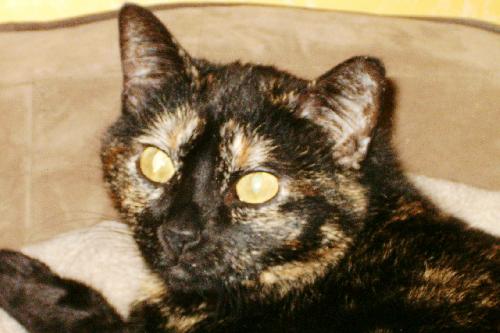 Mikita
