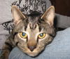 Libbie