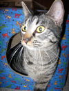 Libbie