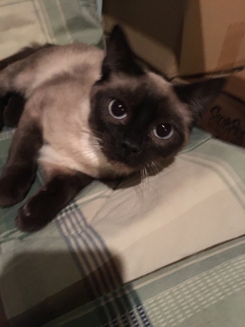 Toya