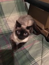 Toya