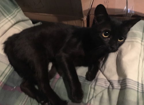 Denae