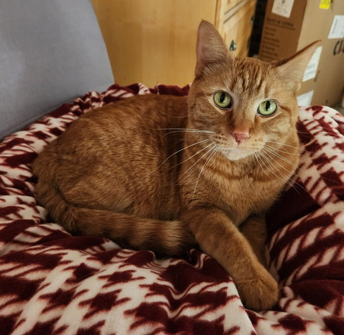 MAXX - Domestic Short Hair / Tabby for adoption in St. Paul