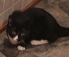 Mo