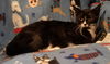 Julitta