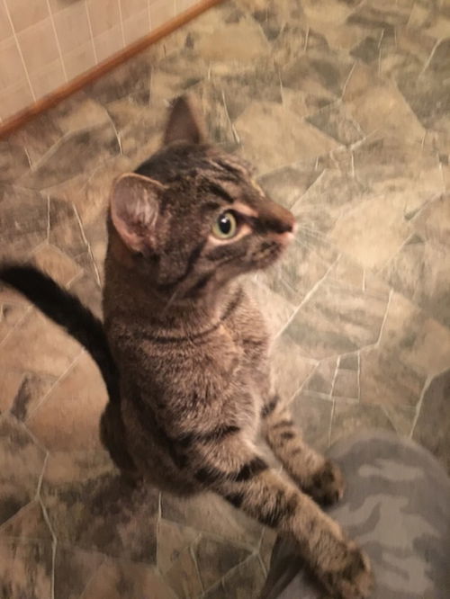 Ari
