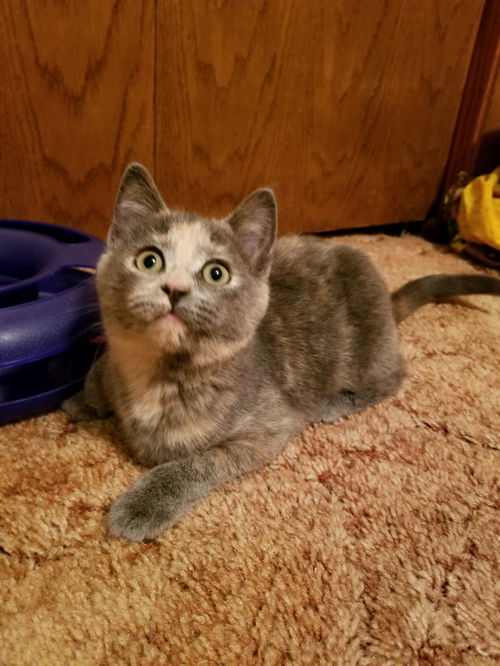 Purrissa