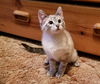 Pricilla