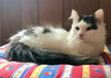 Zyah