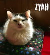 Zyah