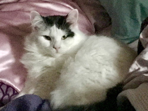 Zyah