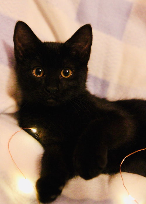 Mews