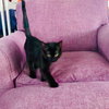 Mews