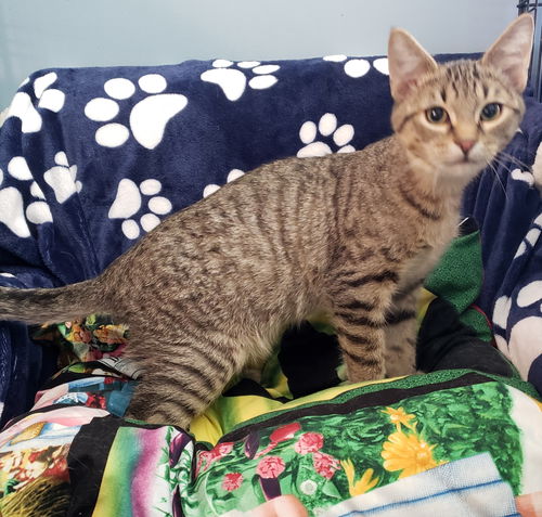 Hugo
