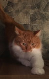 Mittch