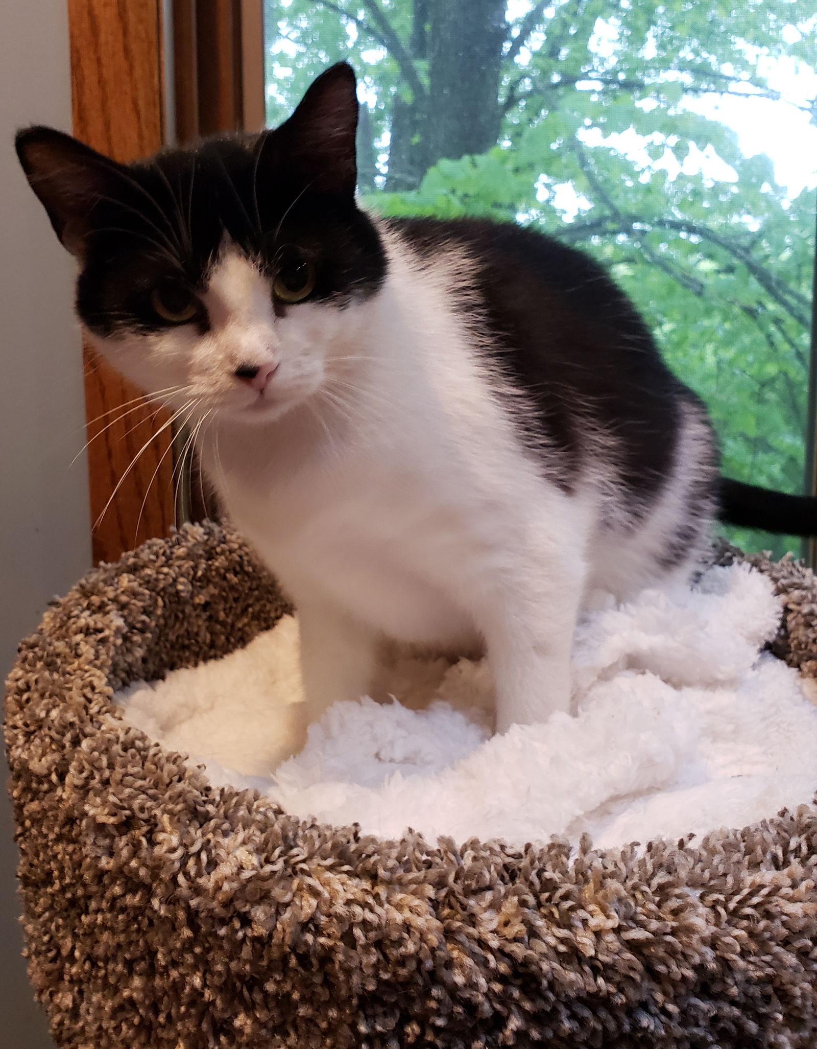 adoptable Cat in Forest Lake, MN named Veda