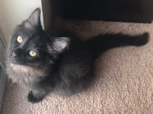 Sweet Pea