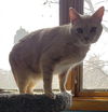 Artemis