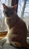 Artemis
