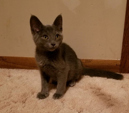 Lil Todd