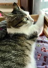 Mitzi
