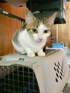 Mitzi