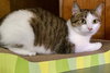 Mitzi