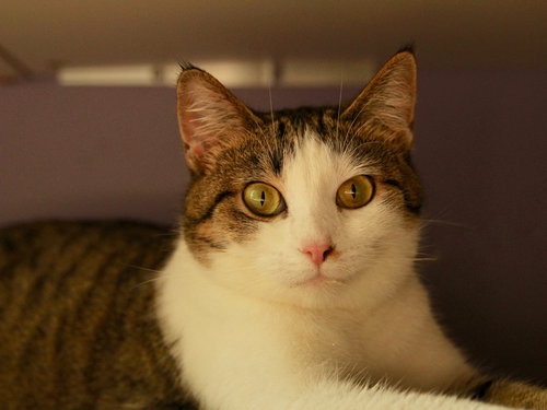 Mitzi