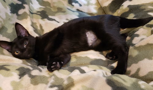 Arya