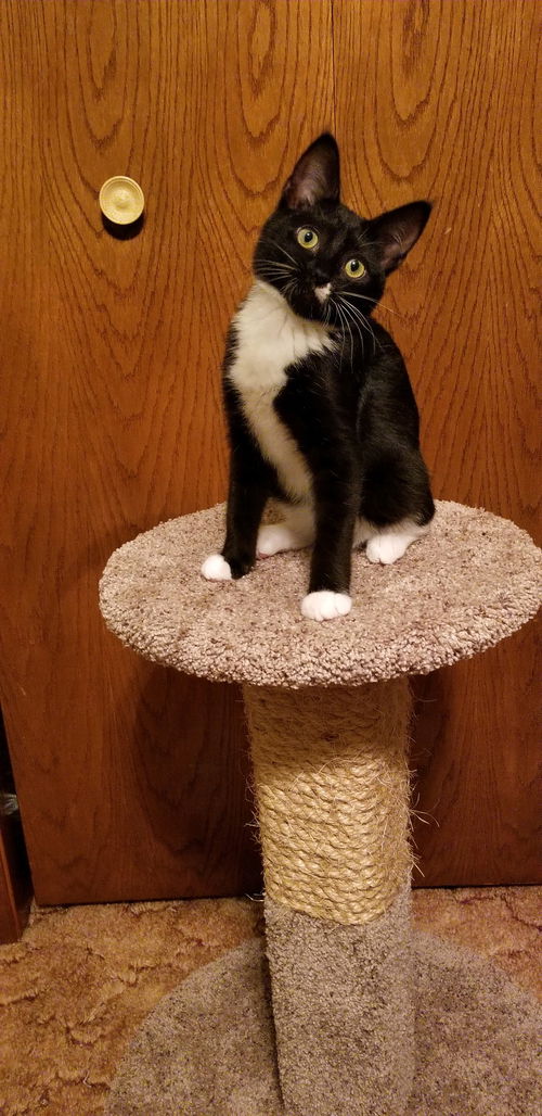 Dottee