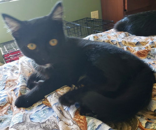 Mewstro