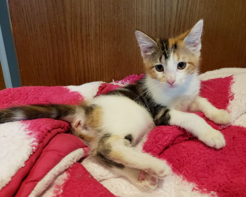 Amaretto