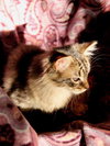 Twixx